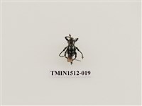 藏品(小圓斑球背象鼻蟲)的圖片